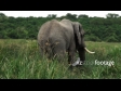 Elephant African 1 975
